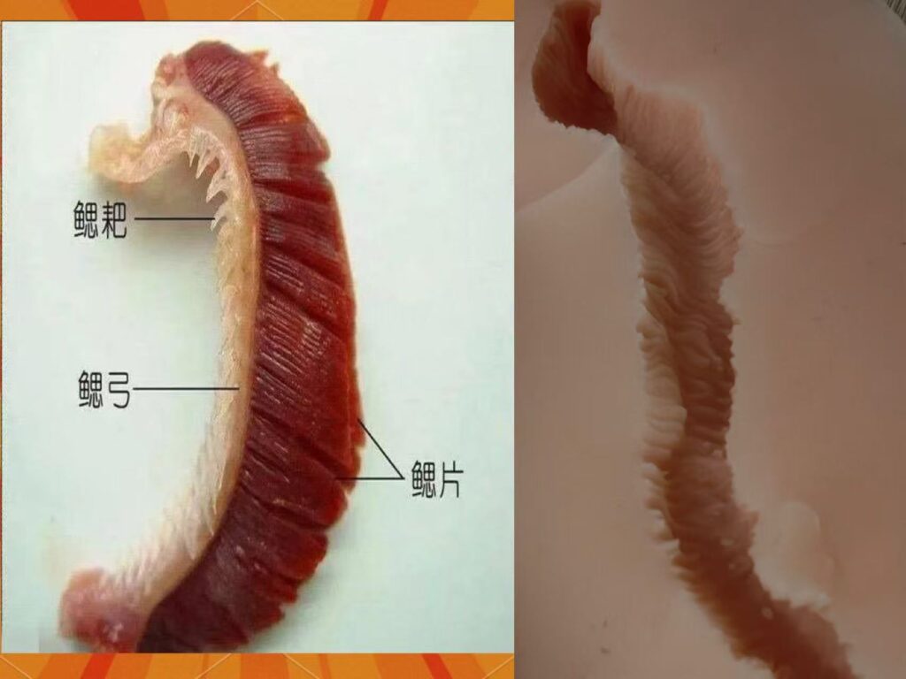 图片[23]-‘’鱼鳃一样的通道，与真人究竟有多少挂钩？‘’Dream Edge-春阳萌花-SENSBODY