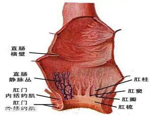 图片[20]-宽大空腔居然能带来极致的吮吸体验,仿佛进入蜜汁的口腔！A-One – 扩张！！肛门少女-SENSBODY
