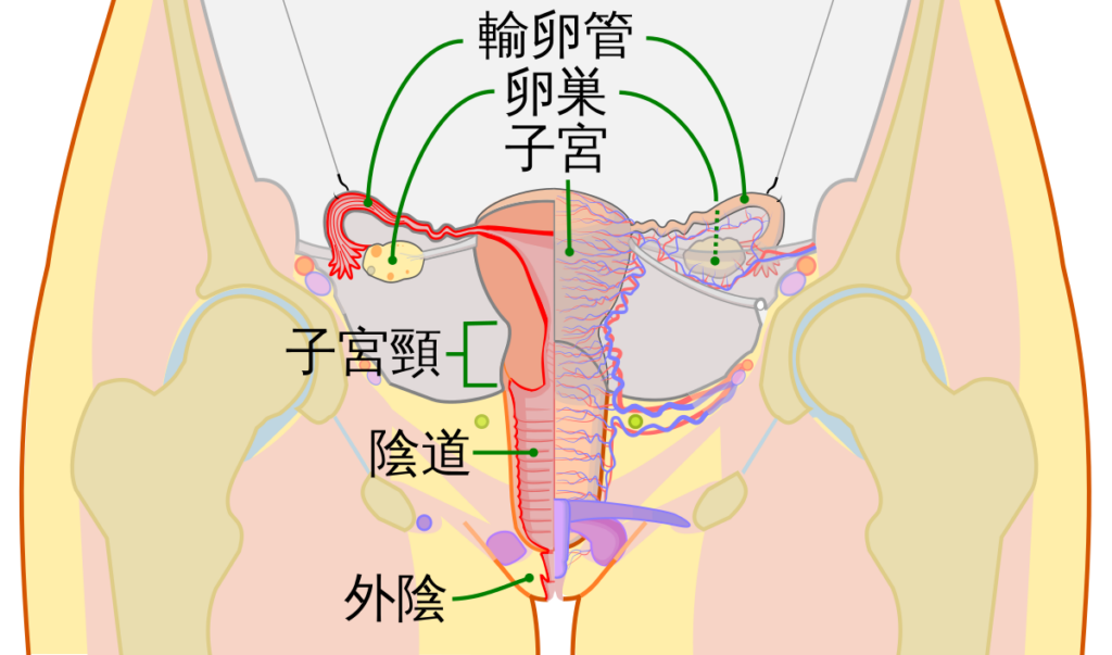 图片[28]-硬材质也能有真人感？打破手感枷锁，聚焦实战体验，这款杯子很有记忆点！ SENSBODY联名Spooning——Yu-jin测评-SENSBODY