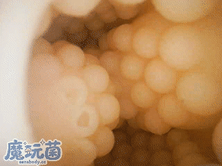 图片[22]-既咬还吸的强劲体验，手感一般但刺激度拉满，你的牛子扛得住吗？ToysHeart——無口なあのこ ビッグ BIG款 测评-SENSBODY