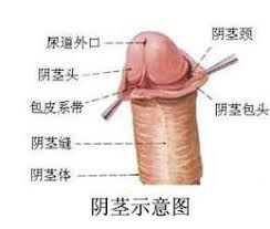 图片[33]-外表一般通道却神似齿轮切面，反差感拉满。看着凶用着爽，不靠吸力只靠摩擦也能爽到上头！“TamaToys——美弥酱的一年调教”测评-SENSBODY