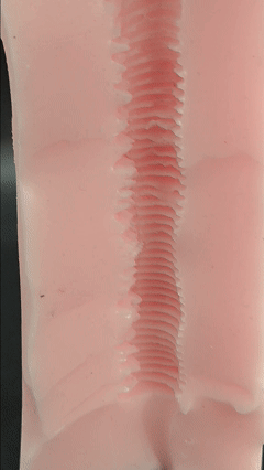 图片[21]-全程都是非对称褶皱！一半大褶皱卖力摩擦，一半小褶皱直接摸鱼，这种杯子居然也能让人爽到？Fantistic Baby—— 悠闲妖技グニュのジョリ测评-SENSBODY