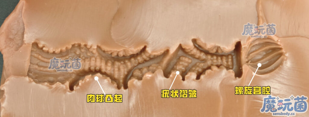 图片[25]-看着很丰满，体验很骨感！遍布全程的疣状凸起居然带来的是单一的温和摩擦感！A-ONE——性感精灵之森（伊芙琳）イヴリン SP 测评-SENSBODY